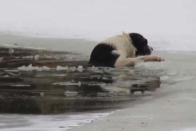 Russo semi-nu arrisca sua vida para resgatar cão preso em lago congelado