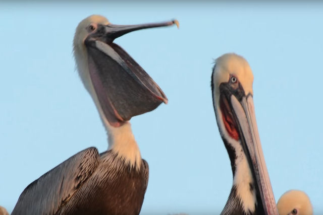 Já viu um pelicano bocejar? É terrível!
