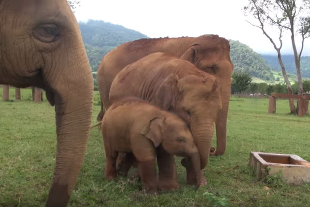 Elefante babá protege filhotinho do poço