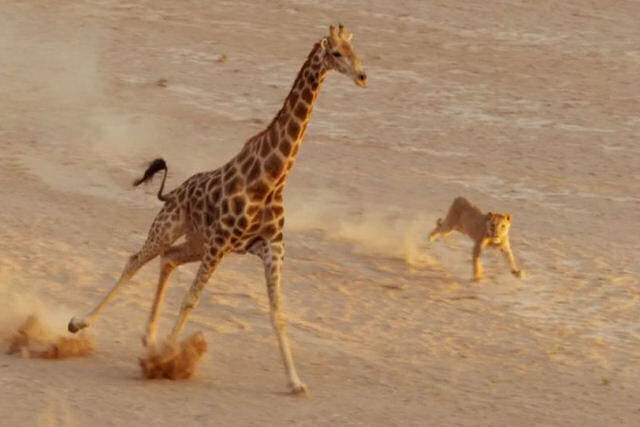 Veja o vídeo da girafa se defendendo de duas leoas que todo mundo está falando