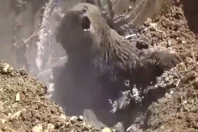 Vídeo intenso mostra um urso muito zangado sendo resgatado de uma fossa séptica