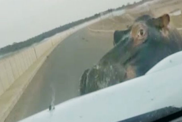 Motorista fica frente a frente com um hipopótamo na estrada, e não termina bem