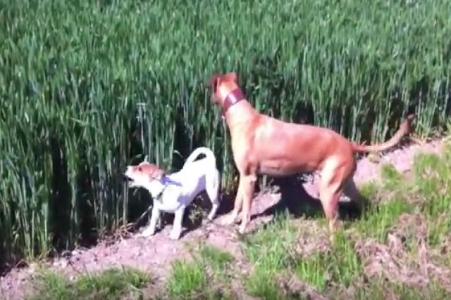 Dois cães encontram um campo cheio de capim e se divertem até não mais poder