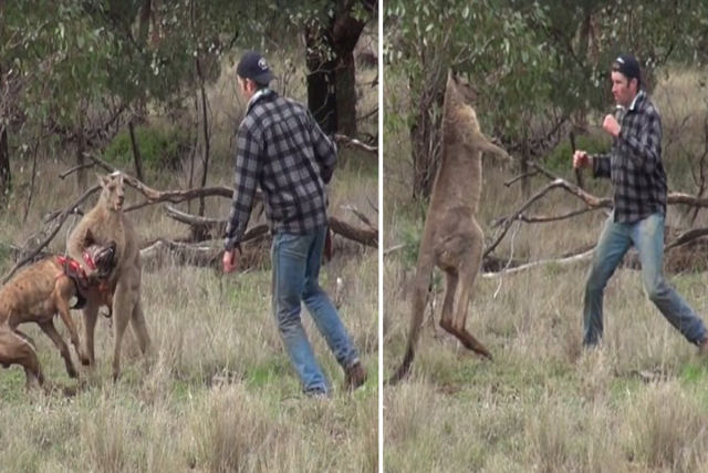 Só na Austrália: Homem sai na porrada com um canguru para evitar o sequestro de seu cão
