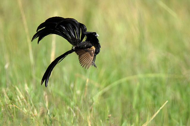 As competições de salto deste pássaro para impressionar suas parceiras