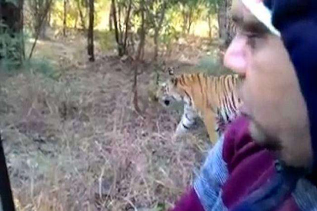 O momento assustador em que um tigre passeia ao lado das pessoas de um carro sem portas