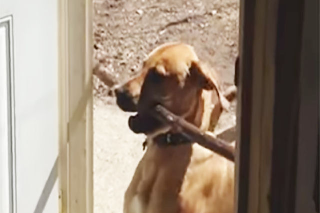 Cão encontra uma grande vara no quintal e tenta levar para dentro de casa