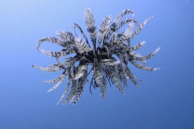 Mergulhador grava vídeo de estranha criatura subaquática com penas