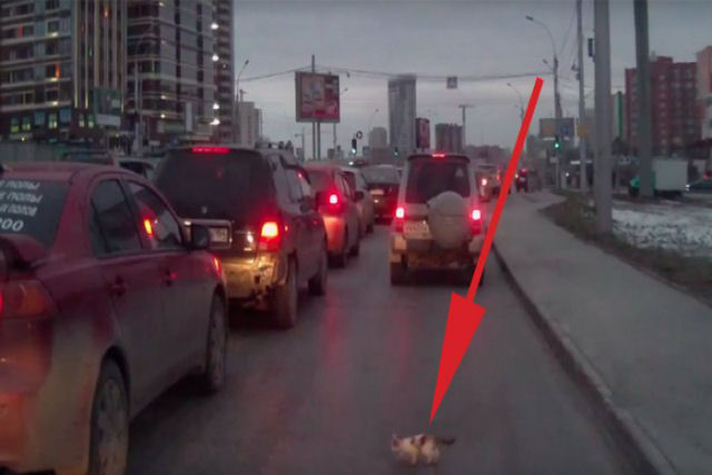 Russo resgata um gatinho a ponto de ser atropelado em uma avenida