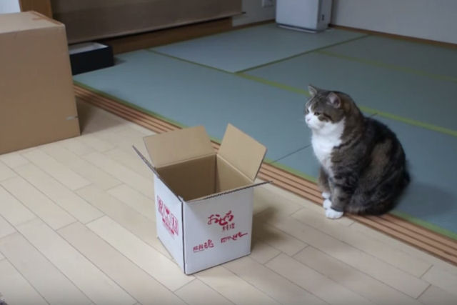 Será que este gato cabe dentro desta pequena caixa?