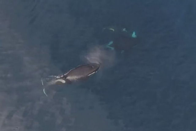 Orcas devoram um tubarão em um dramático vídeo captado por um drone