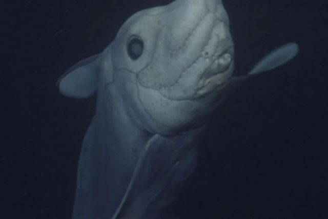 Filmam pela primeira vez um tubarão-fantasma das profundezas marinhas
