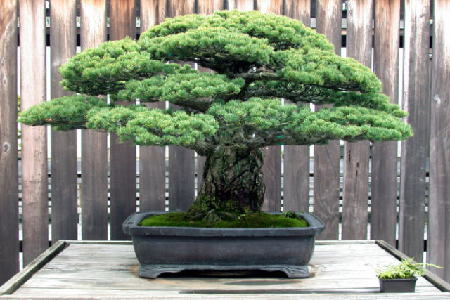 Este bonsai foi plantado em 1625, sobreviveu a Hiroshima e ainda segue crescendo