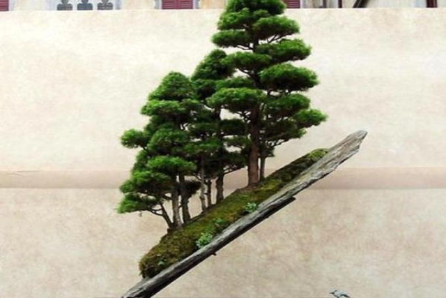 20 bosques de bonsais que vão parecer autênticas obras de arte em miniatura