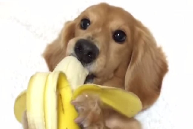 Cãozinho comendo banana como um ser humano