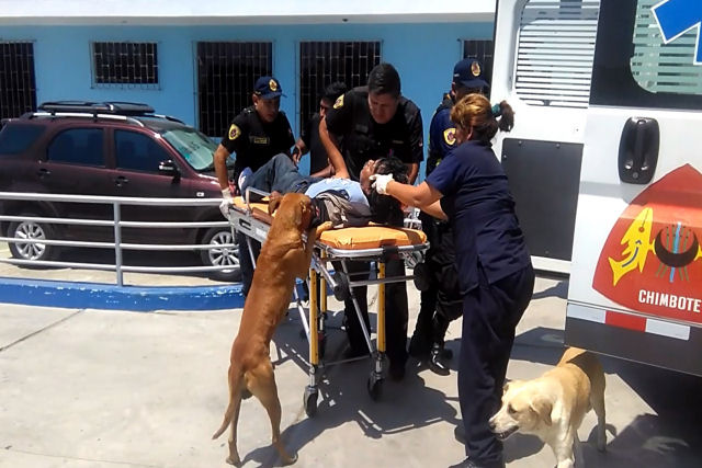 Cães não abandonam seu dono ferido depois de acidente no Peru