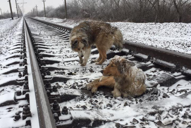 Cão fiel guardou sua melhor amiga ferida na ferrovia por dois dias