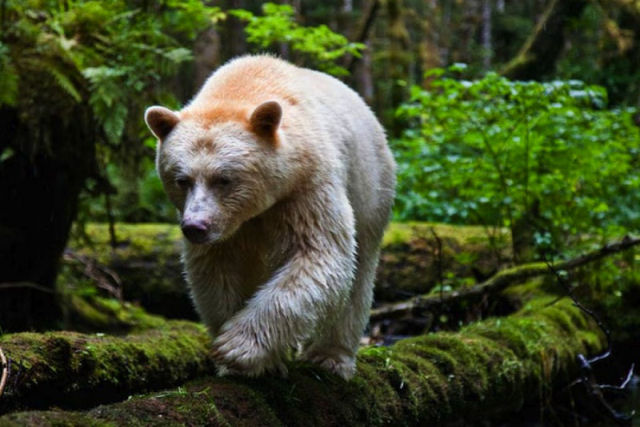 Urso espírito, o guardião das florestas tropicais