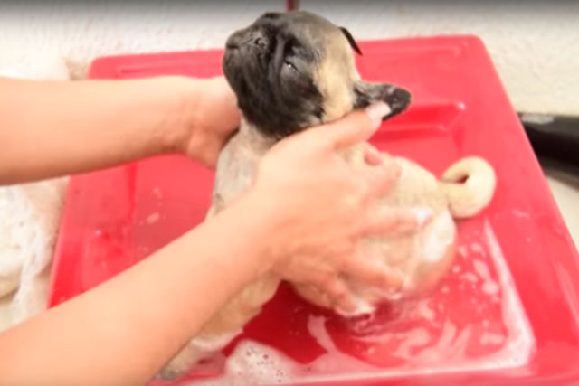 Veja como este filhote desfruta do primeiro banho de sua vida
