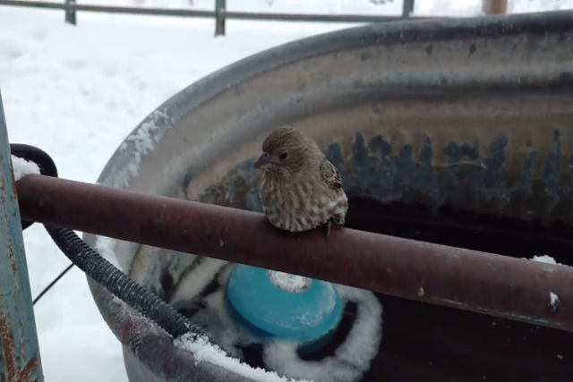Homem salva pássaro congelado com seu sopro morno