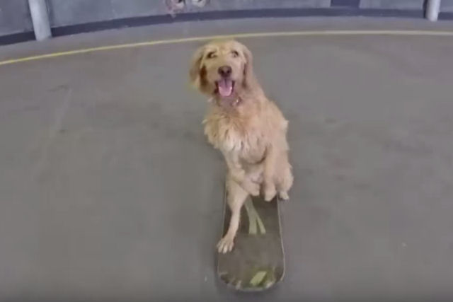 Lucy a cadela que anda de skate como um ser humano