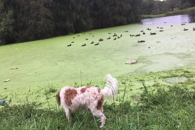 Cão aprende a diferença entre a grama e alga da maneira mais molhada
