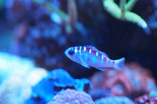 Este peixe muda 20 vezes de sexo... a cada dia