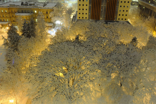 Milhares de pássaros empoleirados sobre árvores carregadas de neve