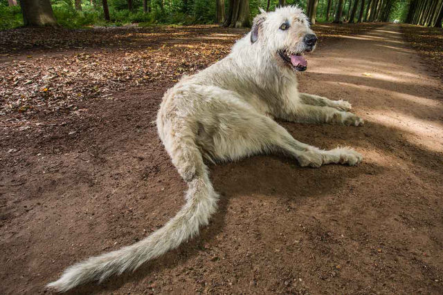 Lébrel irlandês estabelece o recorde Guinness para a cauda canina mais longa
