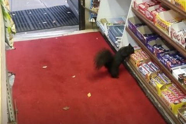 Esquilos descaradamente roubam barras de doces de uma loja de conveniência de Toronto