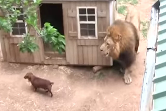 Alguém colocou três dachshunds no cerco do leão e agora eles são melhores amigos