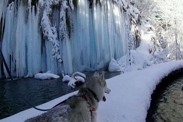 Dando um passeio com o cão em um parque de cachoeiras congeladas