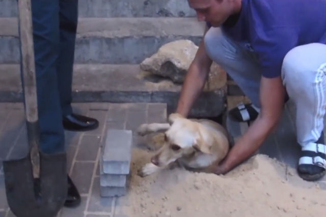Jovem compassivo retira blocos da calçada para resgatar uma cadela prenha que foi enterrada viva