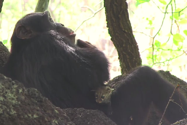 Câmera espiã captura a relação gentil entre um chimpanzé e um gatinho geneta