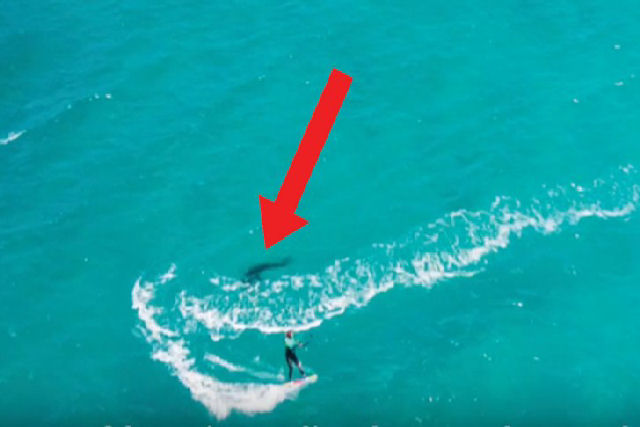 Garota praticando kitesurf se depara inesperadamente com um grande tubarão branco!