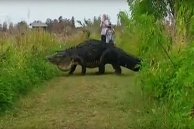 Outro crocodilo gigante aparece na Flórida