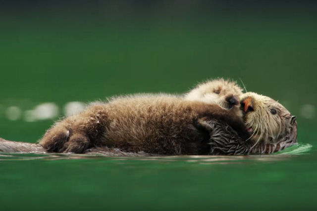 Câmera espiã grava a variedade de maneiras engenhosas que lontras-do-mar usam seus ventres