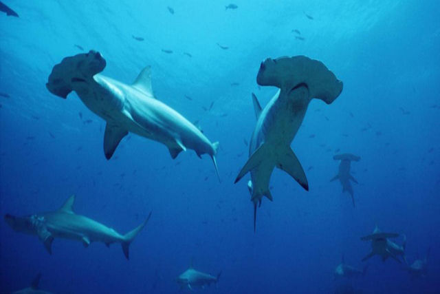 Milhares de tubarões visitam uma pequena ilha