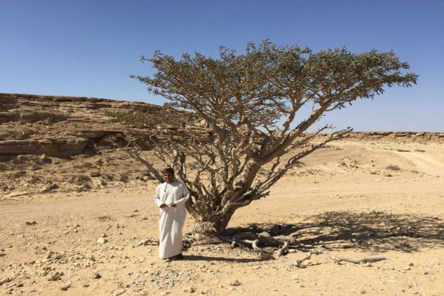 As centenrias rvores de franquincenso do vale seco de Wadi Dawkah