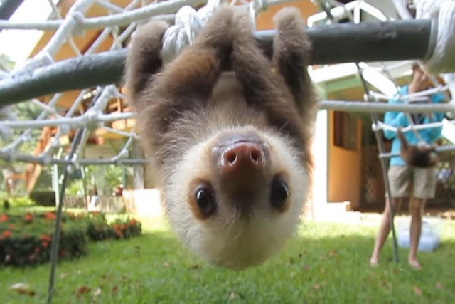 Video de dois filhotes de bicho-preguiça  tentando se comunicar é o mais terno que verá hoje