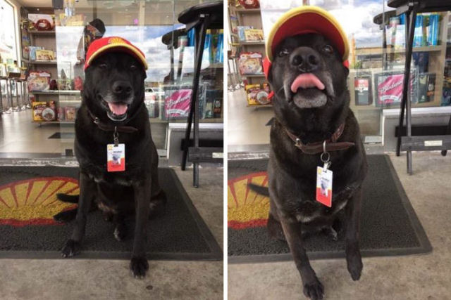 Cão abandonado em posto ganha um emprego em tempo integral