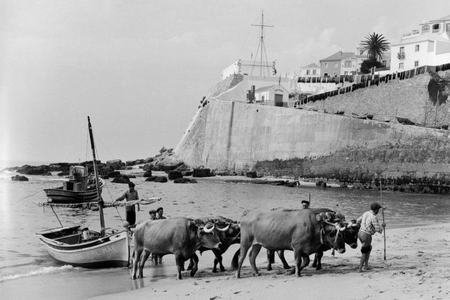 Fotografias deslumbrantes capturam a cultura da pesca dos anos 50 em Portugal