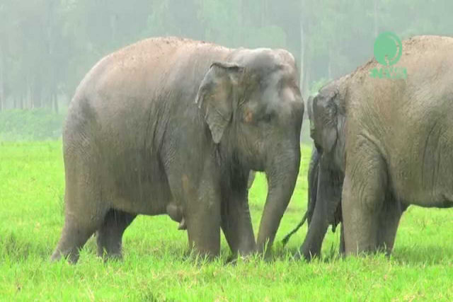 Família de elefantes faz a festa durante tempestade