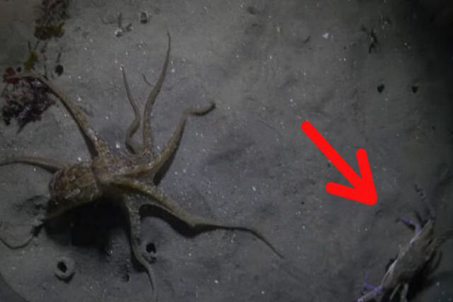 A espetacular briga entre um polvo e um caranguejo que tem um final totalmente inesperado