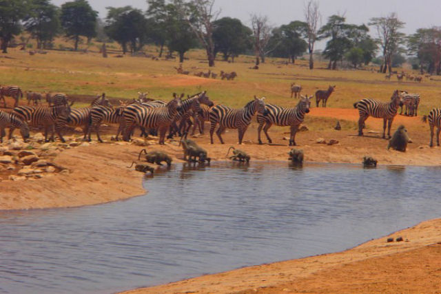 ?Guardião dos Elefantes? do Quênia promete entregar água a animais sedentos até que chova novamente