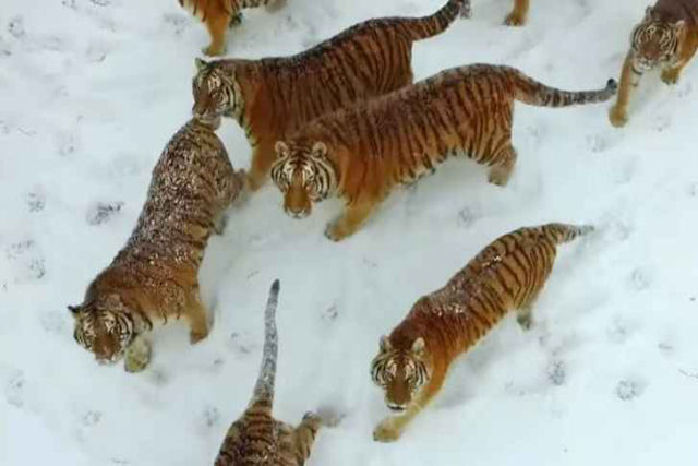 Grupo de tigres siberianos derruba e devora um drone