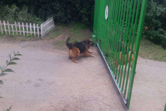 Quatro cães ferozes latindo e um portão... aberto