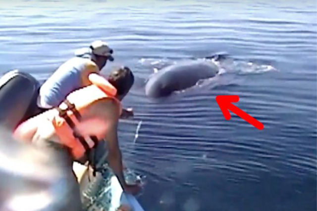 Baleia agradece depois de ser liberada de uma rede de pesca