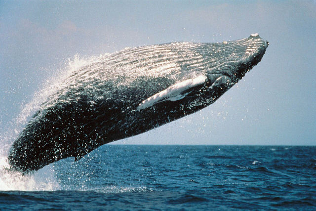 Quando uma baleia-jubarte salta pertinho de você