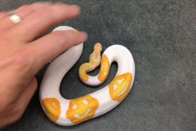 Criador de cobras passa 8 anos criando uma serpente com padrão original de Emoji